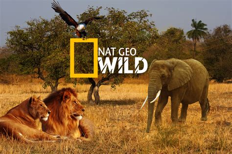 Nat Geo Wild by tFG00 on DeviantArt