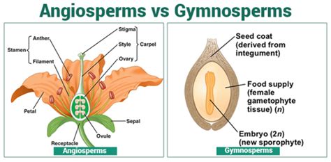 Gymnosperms And Angiosperms Life Cycle