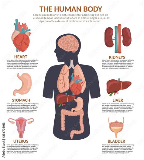 Infographics of human organs anatomy body cartoon vector illustration ...