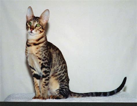 Serengeti Cat - Long Legged & Friendly - Cat Concerns