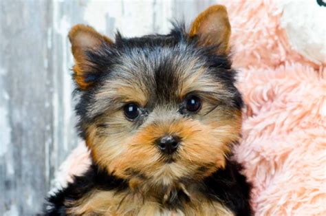 Toy Yorkie Puppies For Adoption | Wow Blog