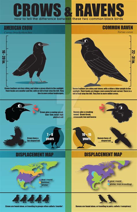 Crow vs. Raven by iwuvrubberduckies on DeviantArt