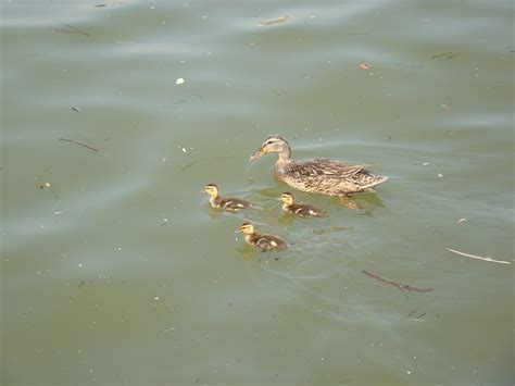 Gadwall Ducklings - The HUDSON RIVER PARK Companion