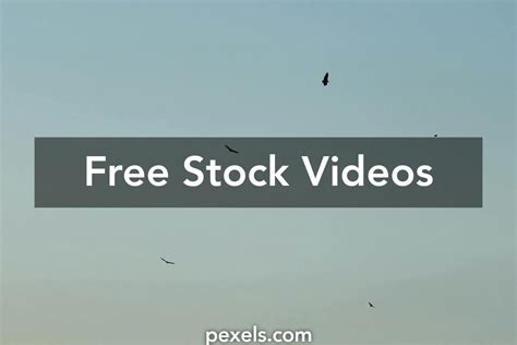 Vulture Flying Videos, Download The BEST Free 4k Stock Video Footage ...