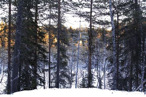 HD wallpaper: Forest, Snow, Nature, Sweden, winter landscape, mountain ...