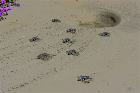 Sea Turtle Migration Photograph by Tommy Anderson