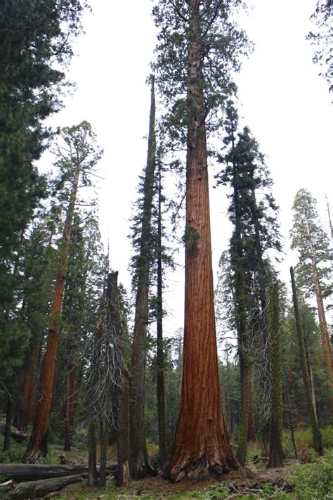 Giant Sequoia - Sequoiadendron Giganteum | Conifers | Cold Stream Farm