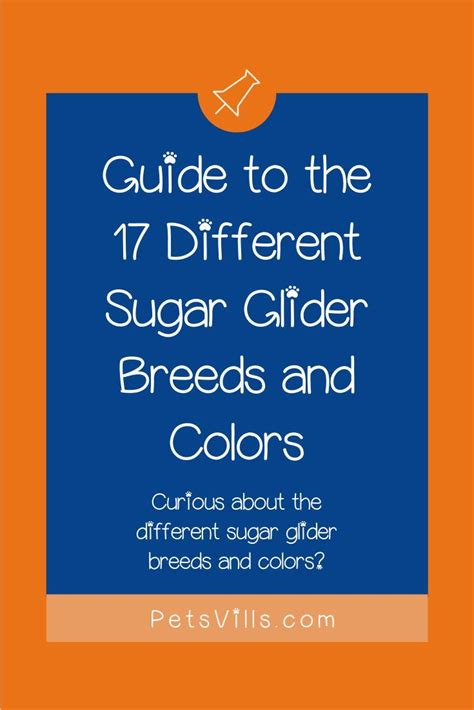 Guide to the 17 different sugar glider breeds and colors – Artofit