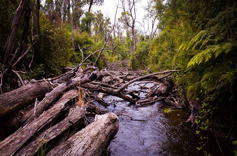 The Acheron River, Buxton - Fly Fishing Victoria