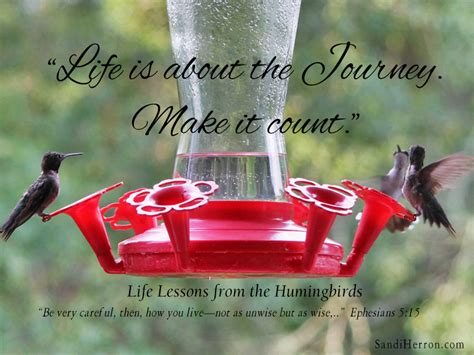 Friday Focus: Lessons from the Hummingbirds - Sandi Herron - Life at ...