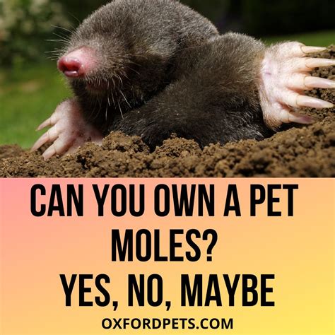 Can You Own A Mole As Pet? Is It Legal? - Oxford Pets