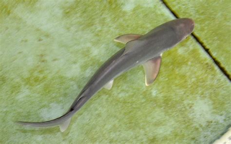 It’s a girl! Aquarium staff caring for sandbar shark pup born October ...