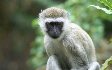 Vervet Monkey | Monkey Facts and Information