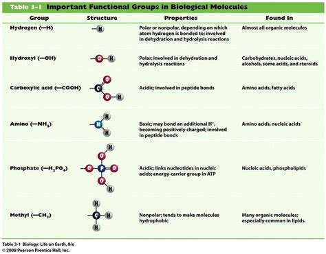 b. Biomolecules - BIOLOGY4ISC