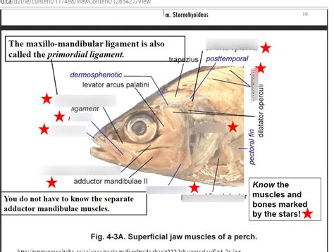 fish skull with the face still on Diagram | Quizlet