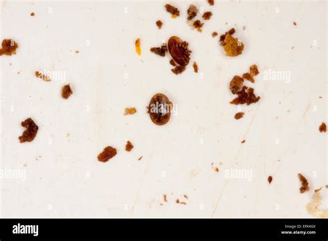 An Varroa mite on control pad. The varroa mite (Varroa destructor) is a ...