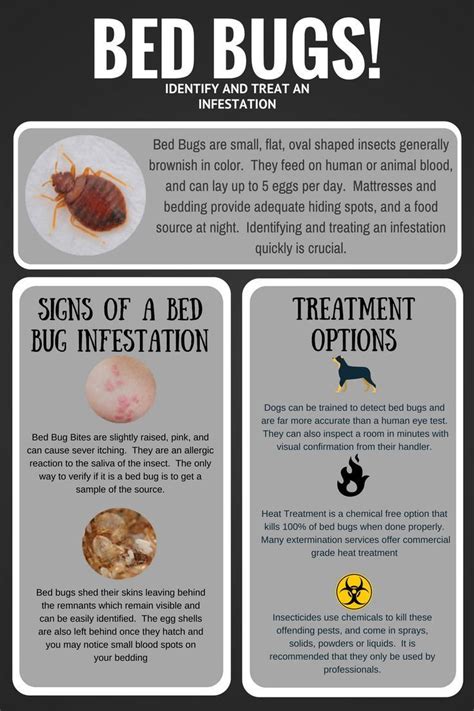 Bed Bug Bites Symptoms Treatment Prevention – NBKomputer