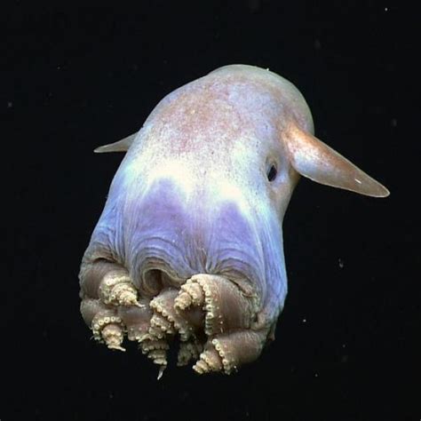 Rarest Sea Animal In The World