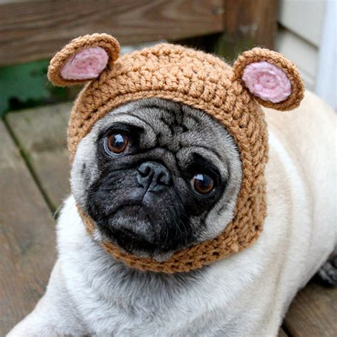 Sad Pug Wearing Hilarious Crocheted Hats