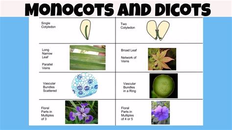 Difference between monocot vs dicot plants - YouTube