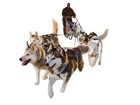 Sled Dog PNG HD Transparent Sled Dog HD.PNG Images. | PlusPNG