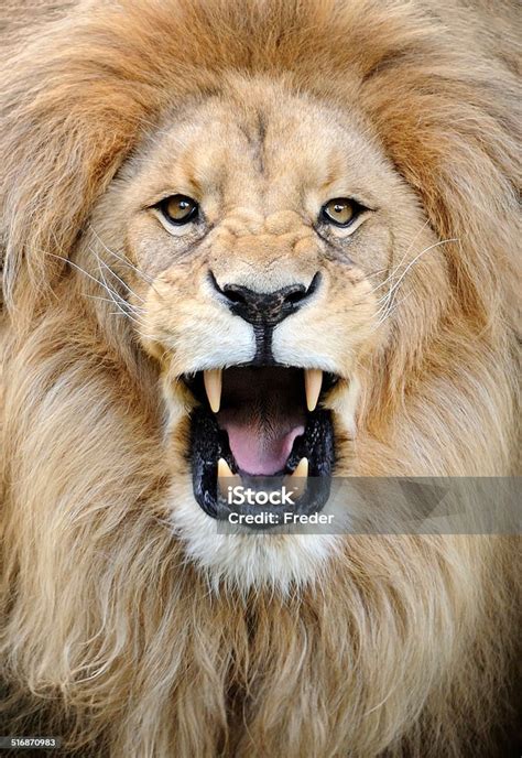 Roaring Lion stock photo 516870983 | iStock