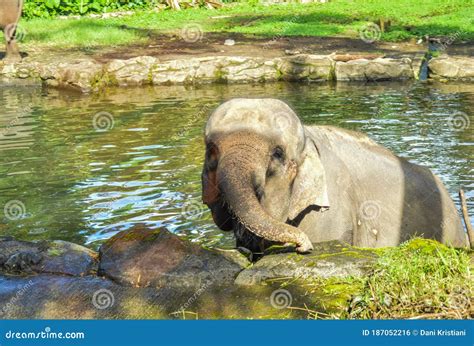 Baby Elephant Bathing on Pond Stock Photo - Image of center ...