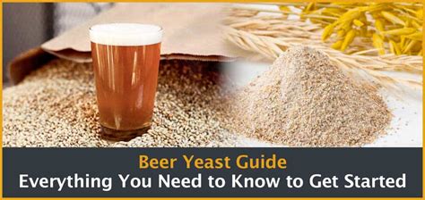 Main Types Of Beer Yeast: Which Is Right For You?, 54% OFF