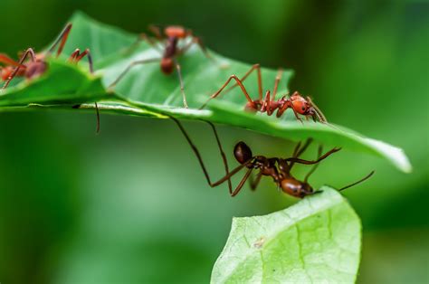 9 Facts About Leafcutter Ants