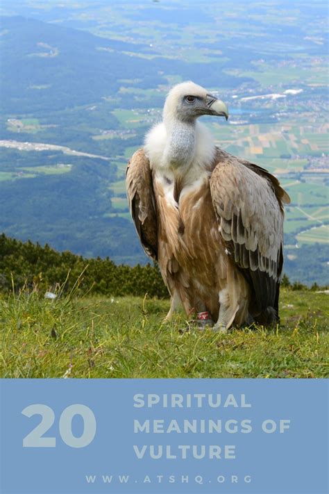 Vulture Symbolism: 20 Spiritual Meanings Of Vulture