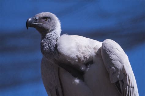 16 of the World's Most Endangered Vulture Species