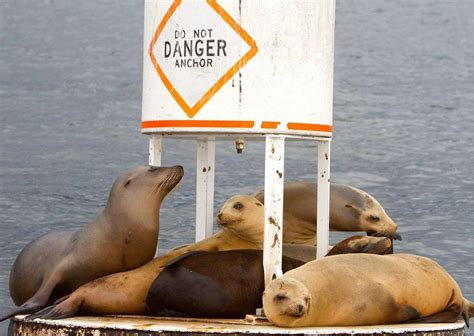 Sea Lion Behavior - AnimalBehaviorCorner