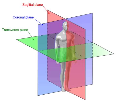 Anatomical Directional Terms and Body Planes