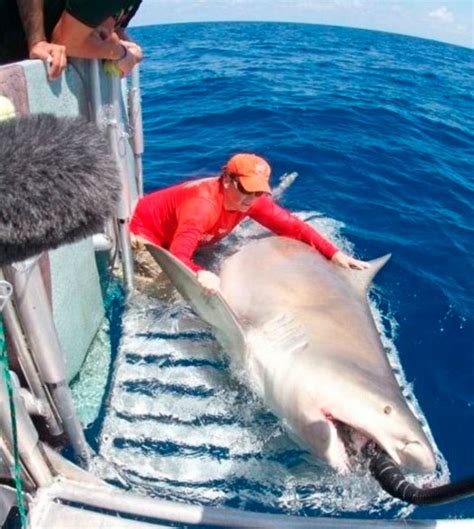 Shark Fishing: A Guide to Species – World Wide Sport Fishing Charters