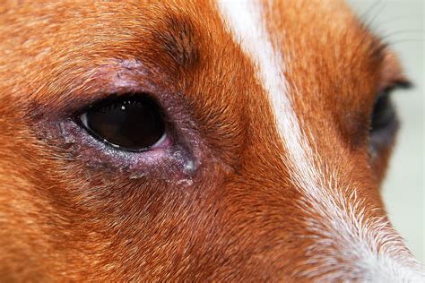 What Are The Symptoms Of Conjunctivitis In Dogs