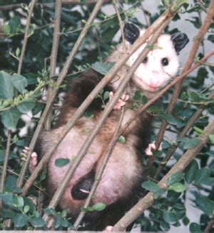 How Many Babies Do Possums Have In One Liter - Baby Viewer