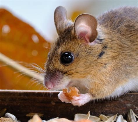 What Noise Does A Rat Make? Rodent Noises | Pest Aid