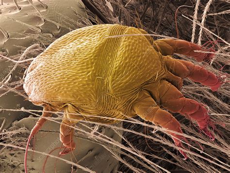 Bee mite, SEM - Stock Image - Z445/0373 - Science Photo Library