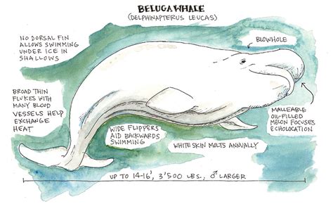 Beluga Whale - National Maritime Historical Society