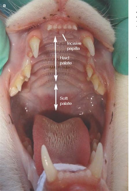 Cat Mouth Anatomy