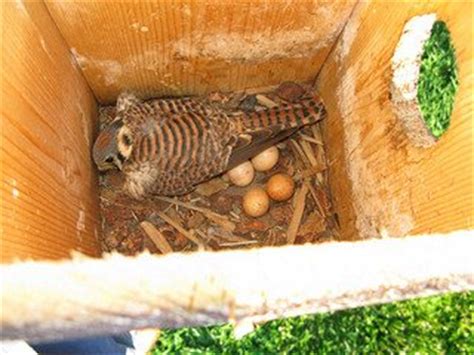 American Kestrel Nest Box Plans