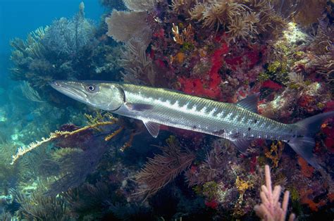 Barracuda: Habitat, Behavior, and Diet