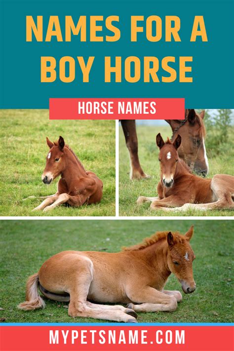 Boy Horse Names | Horse names, Horses, Male pet names