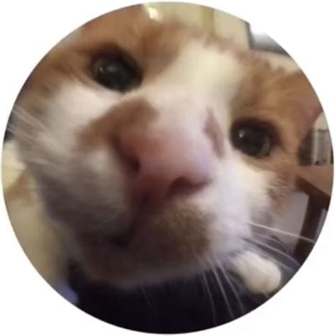 Round icon pfp cute fish eye cool cat aesthetic Y2K profile picture ...