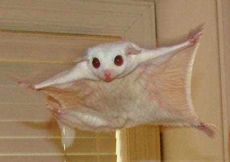 Albino Sugar Glider Myths - 6 January 2018 - Pet Blog - Veterinary Tips