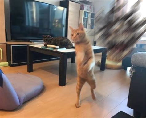 Cat Running Away From Monster : r/MemeTemplatesOfficial