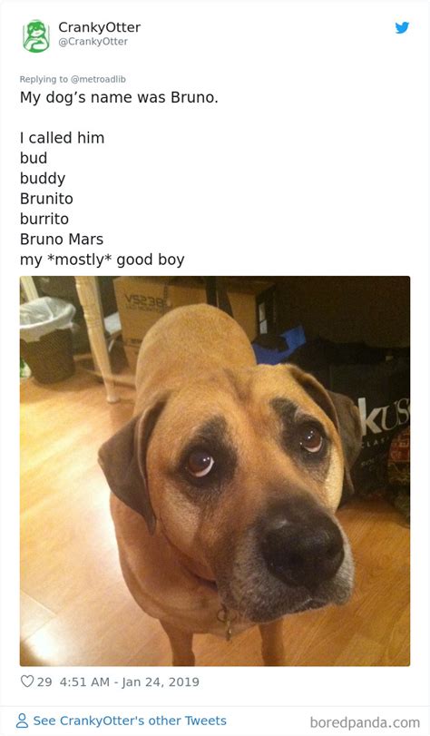 People Are Sharing The Hilarious Names They Now Call Their Pets Instead ...