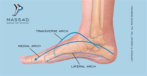 A Closer Look at the Arches of the Foot