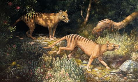 William T Cooper :: Thylacine