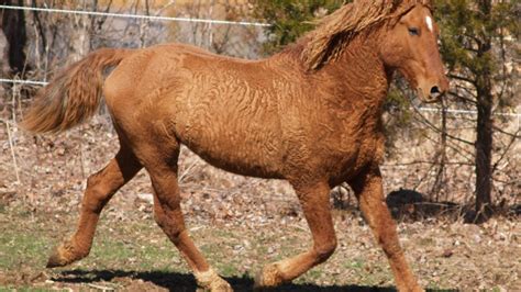 8 Prettiest And Majestic Horse Breeds In The World